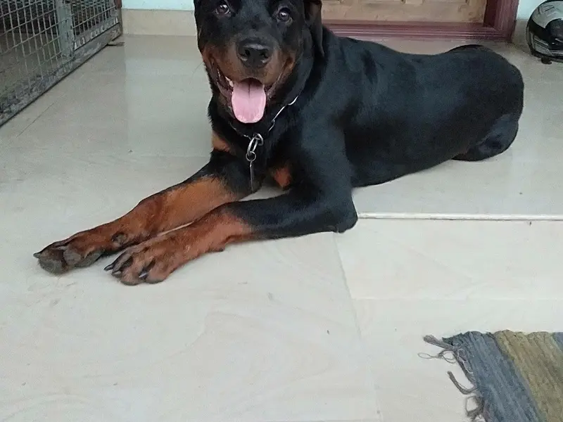 LAYANAS PET PALACE, photo 2