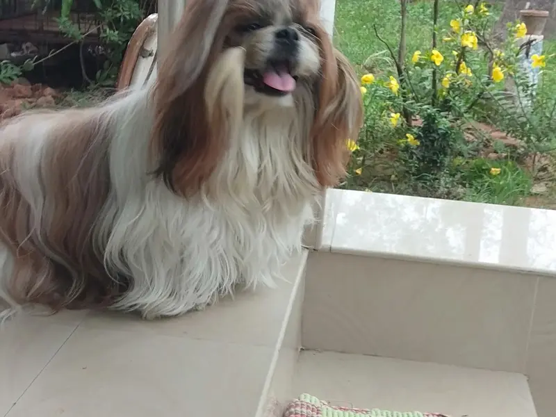 LAYANAS PET PALACE, photo 5