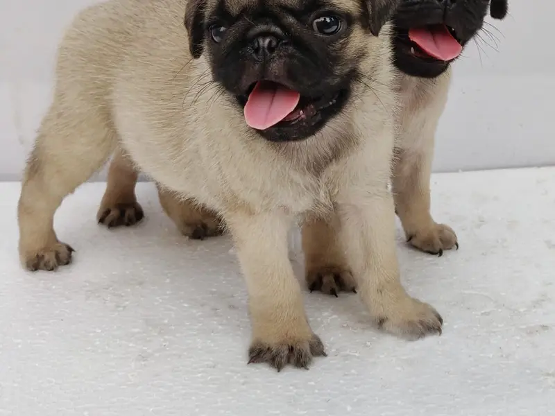 RED KENNELS-Dog's Website|Pet shop|Breeders|Kennels|Dog accessories and services, photo 2