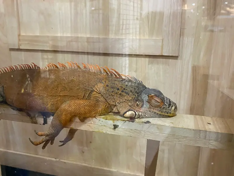 Rainforest Pets & Plants, photo 2