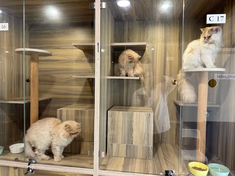 FURRBYYS, photo 4