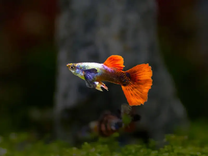 Guppy World, photo 2