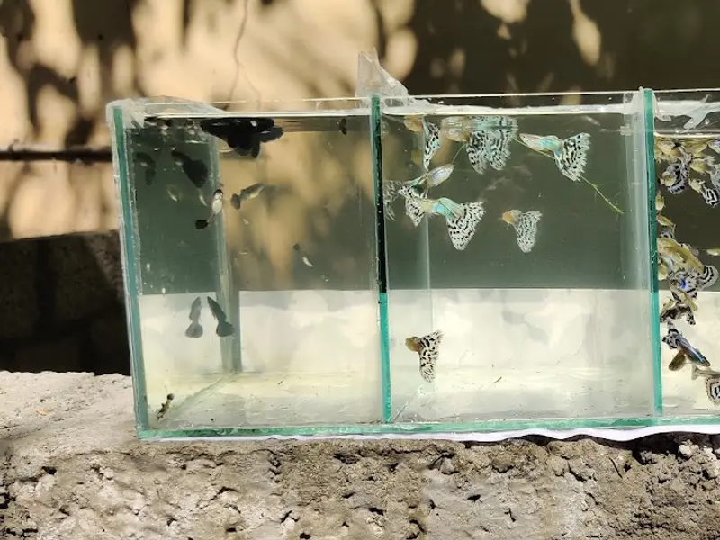 Guppy World, photo 3