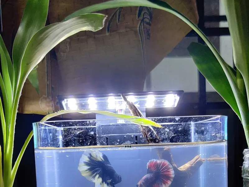 Guppy World, photo 5