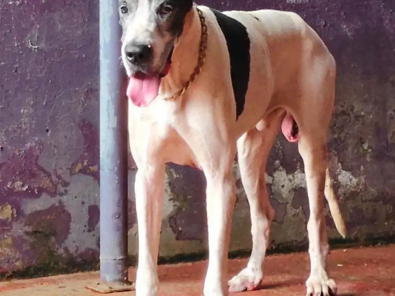KAILASAM PET RESORT (NO ADOPTION OR RESCUE), photo 2
