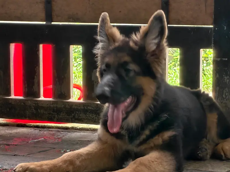 KAILASAM PET RESORT (NO ADOPTION OR RESCUE), photo 3