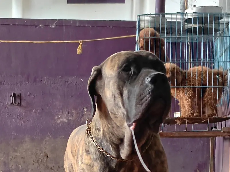 KAILASAM PET RESORT (NO ADOPTION OR RESCUE), photo 4