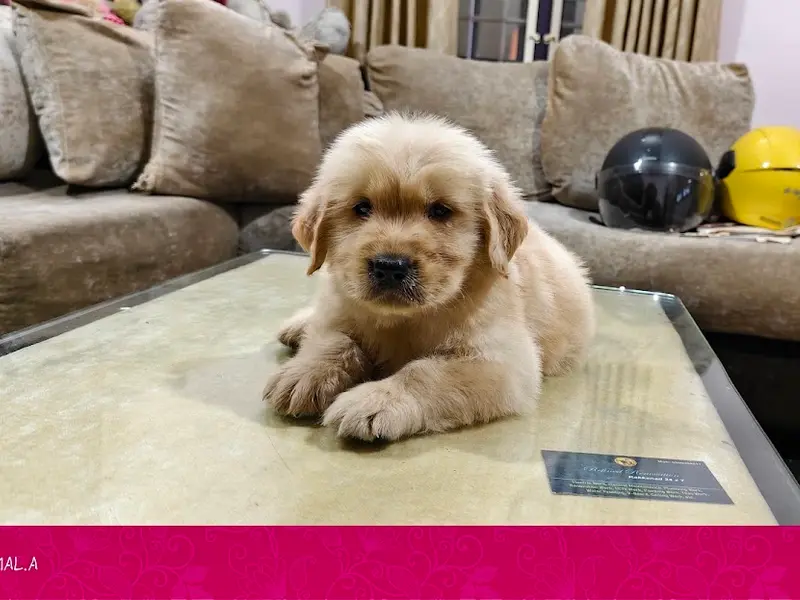 KAILASAM PET RESORT (NO ADOPTION OR RESCUE), photo 5