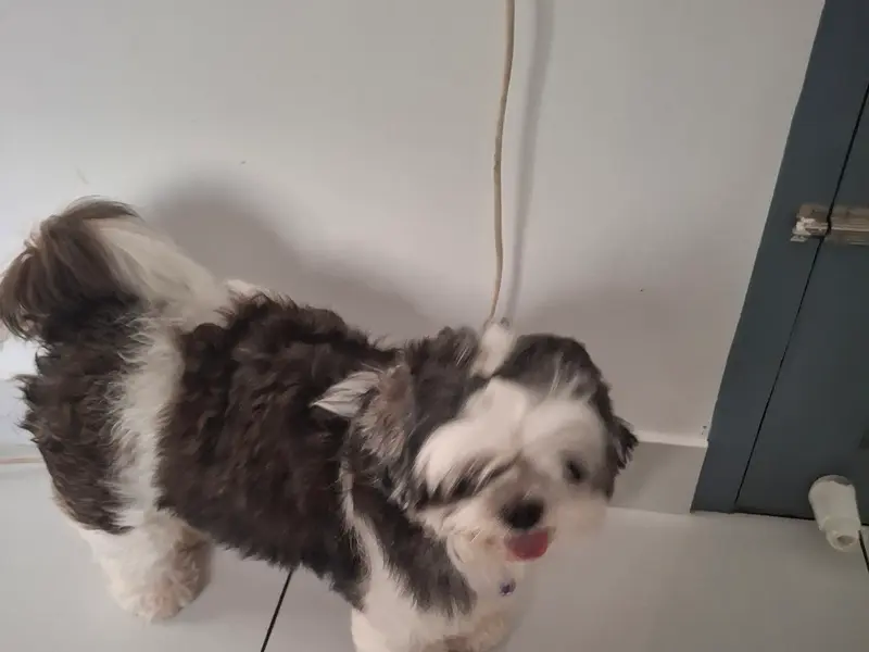 PETMARK - Pet Store & Grooming Studio, photo 2