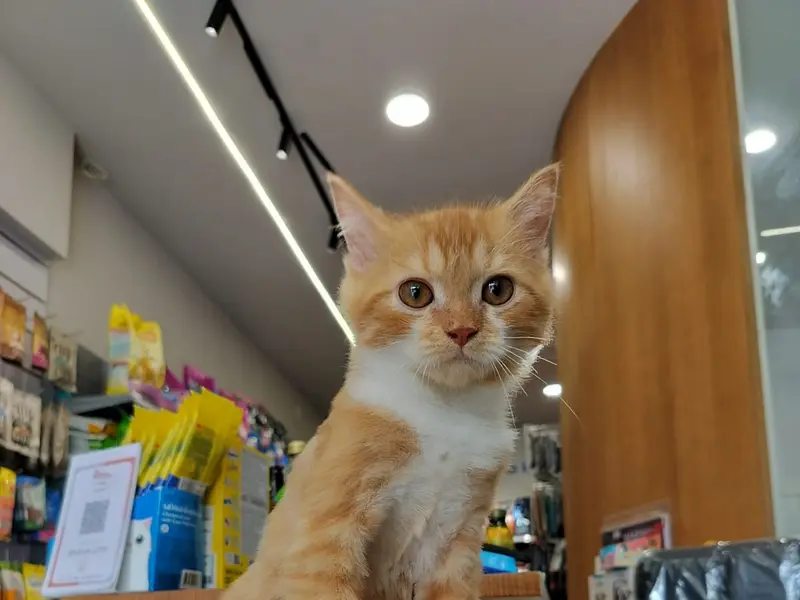 PETMARK - Pet Store & Grooming Studio, photo 4