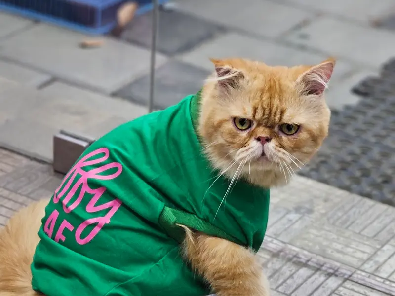 Pets in the City, photo 2