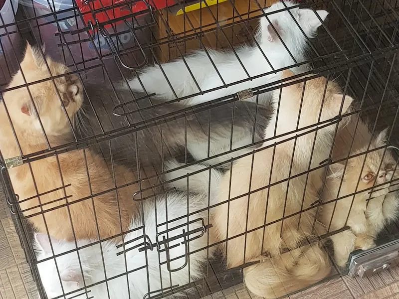Pets in the City, photo 3
