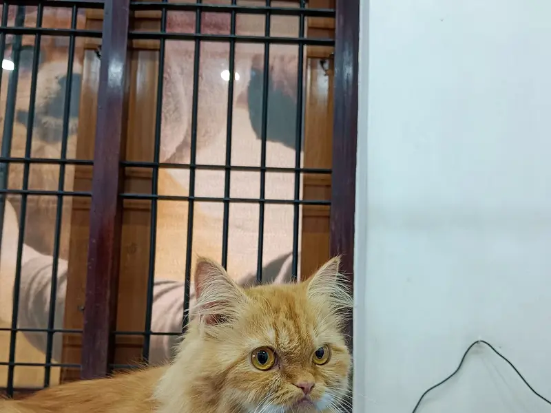 Ernakulam Pet Hospital - Cochin, photo 4