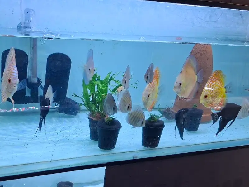 The Fish Villa, photo 4