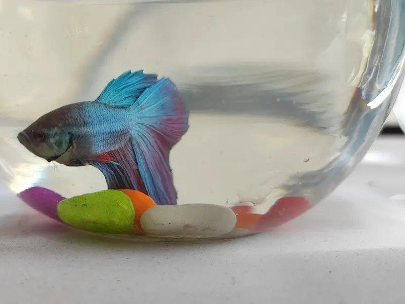 The Pet Shop(A unit of Pet fort), photo 2