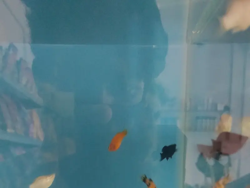 The Pet Shop(A unit of Pet fort), photo 4