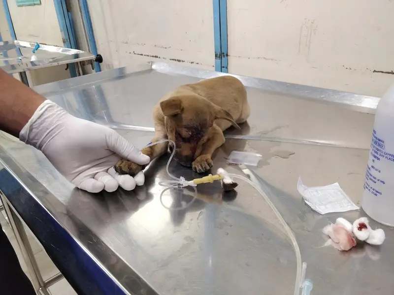 The Cochin Pet Hospital, photo 5