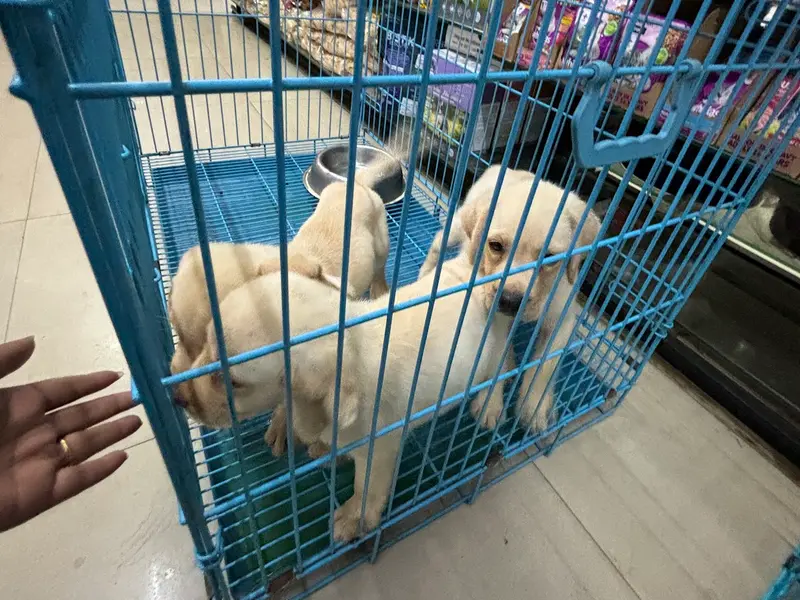 Bharathi Pets World, photo 4