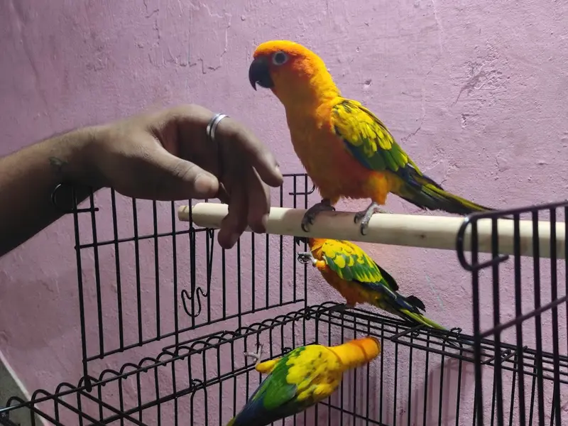 Bharathi Pets World, photo 5