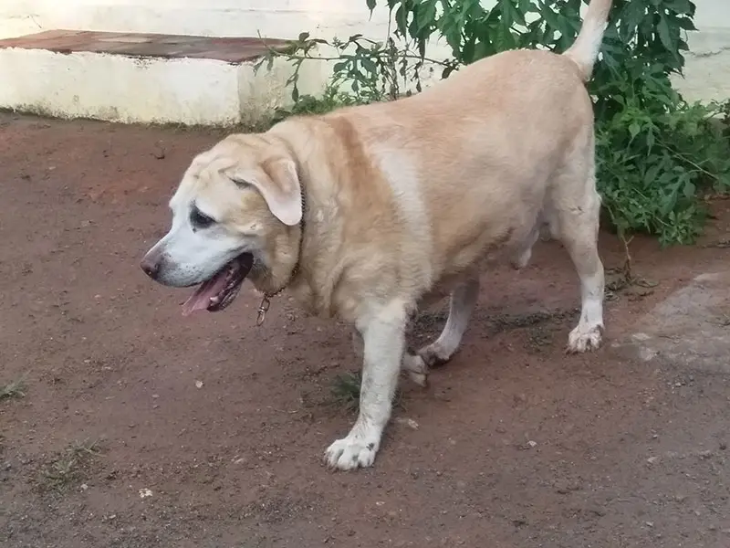 Oriana Pets Hostel, photo 4