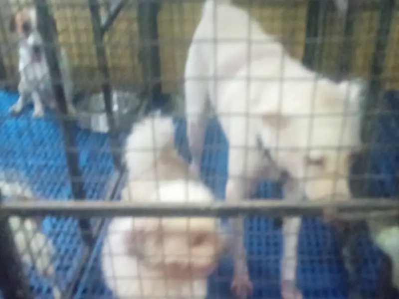 HELLo PETS, photo 3