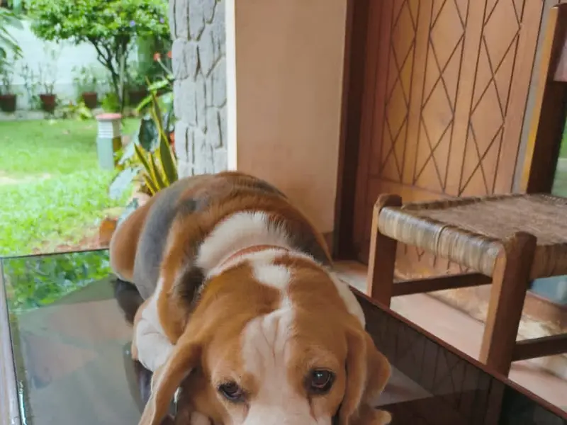 Petclan Pet Boarding, photo 2