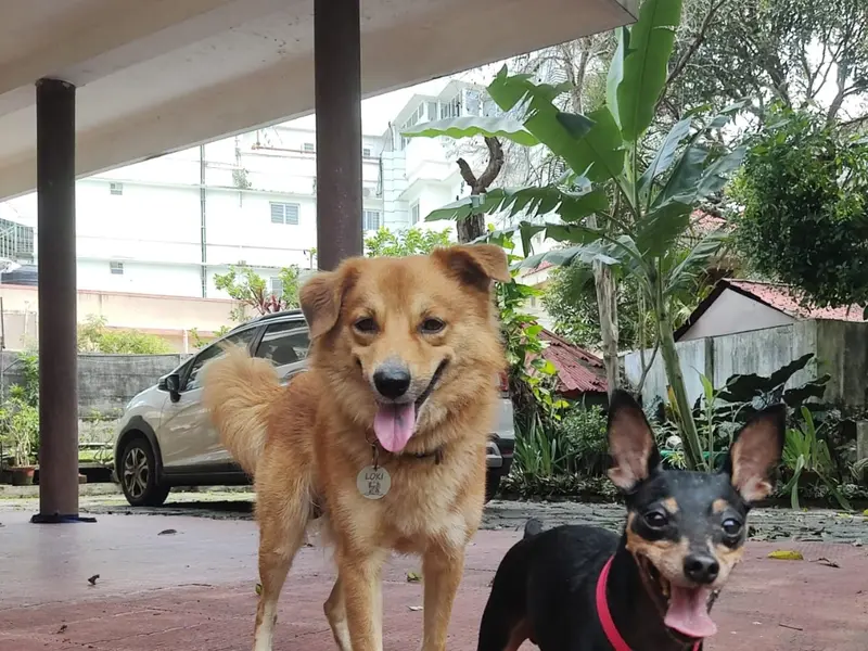 Petclan Pet Boarding, photo 3