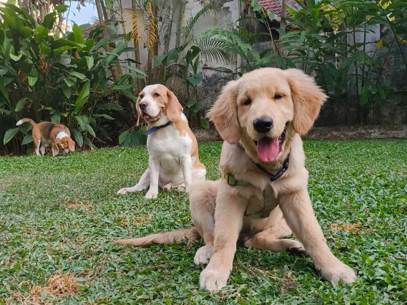 Petclan Pet Boarding