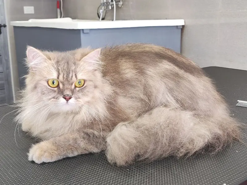PETMARK - Pet Store & Grooming Studio, photo 3