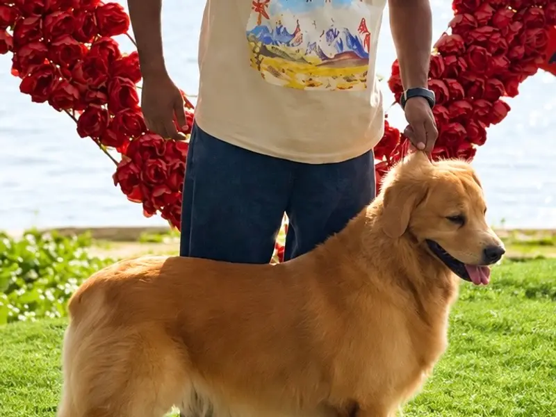 Cochin Golden Retrievers, photo 2