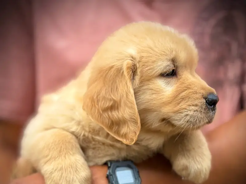 Cochin Golden Retrievers, photo 3