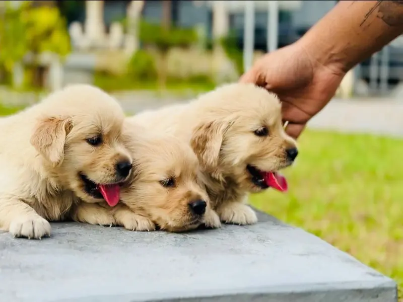 Cochin Golden Retrievers, photo 4