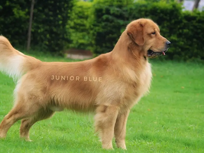 Cochin Golden Retrievers