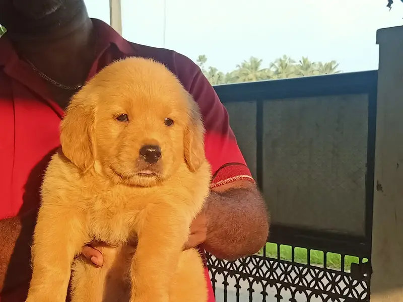 Kashland Kennels, photo 3