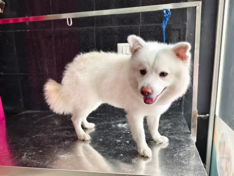 Babs Pet Grooming Center, photo 3