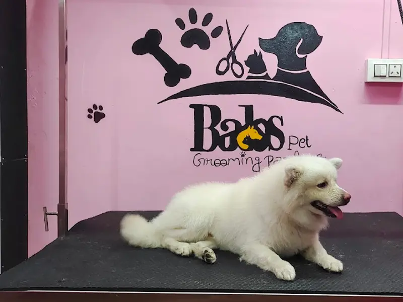 Babs Pet Grooming Center, photo 4