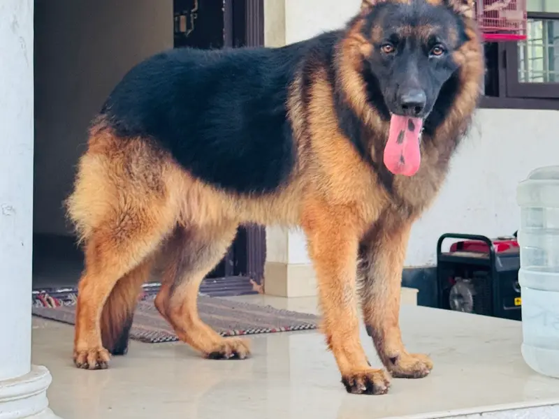 Babs Pet Grooming Center, photo 5
