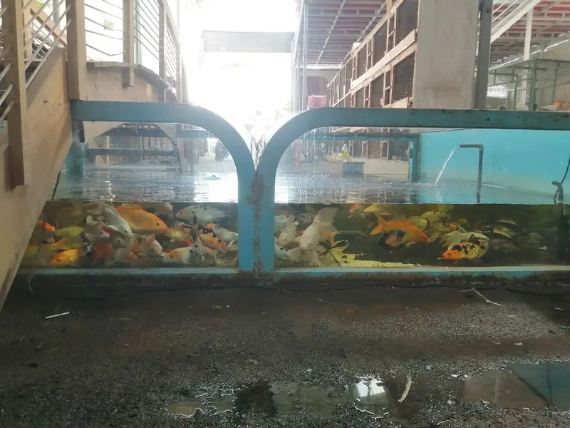 Bismi Aqua Garden, photo 2