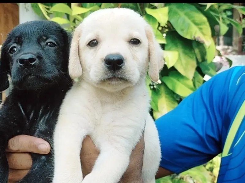 Medrath Pets Farm, photo 2