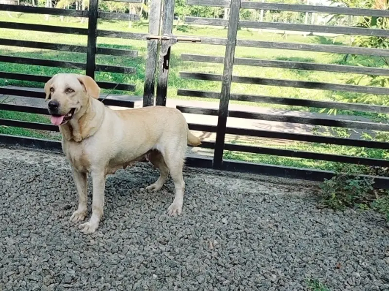 Medrath Pets Farm, photo 5