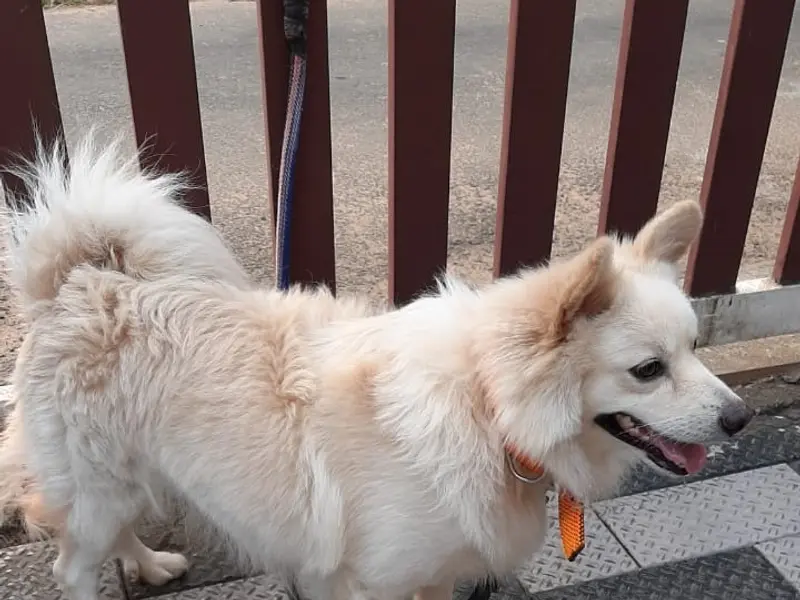 Dog training, photo 5