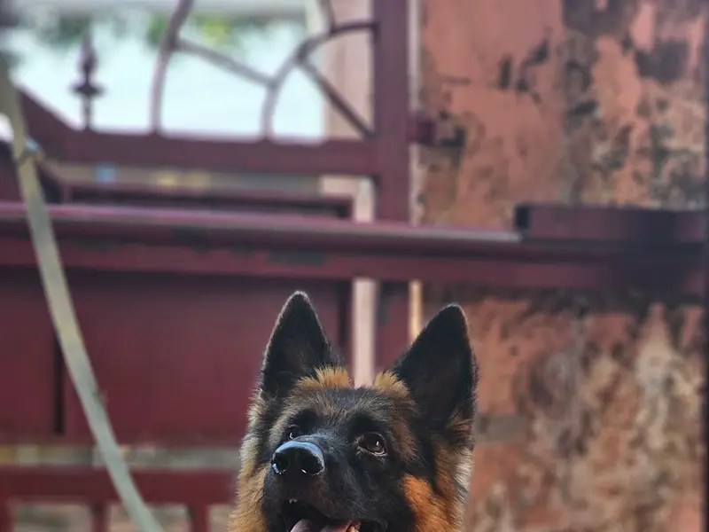 K9 SPOT DOG TRAINING & HOSTEL, photo 2