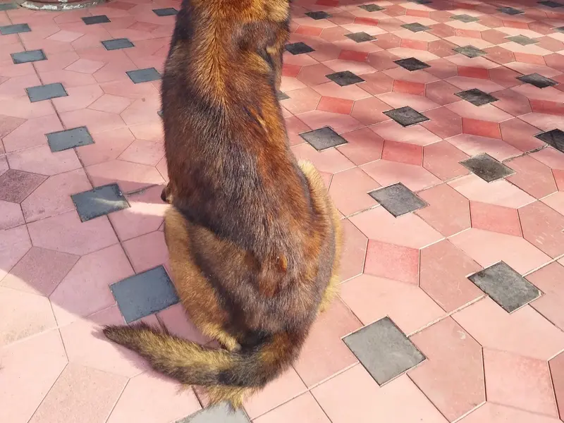 K9 SPOT DOG TRAINING & HOSTEL, photo 3