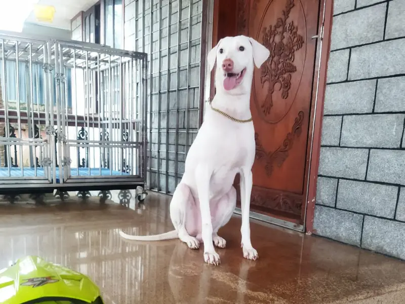 K9 SPOT DOG TRAINING & HOSTEL, photo 4