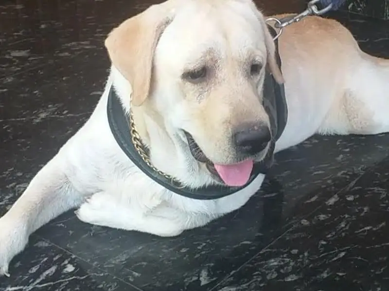 K9 SPOT DOG TRAINING & HOSTEL, photo 5