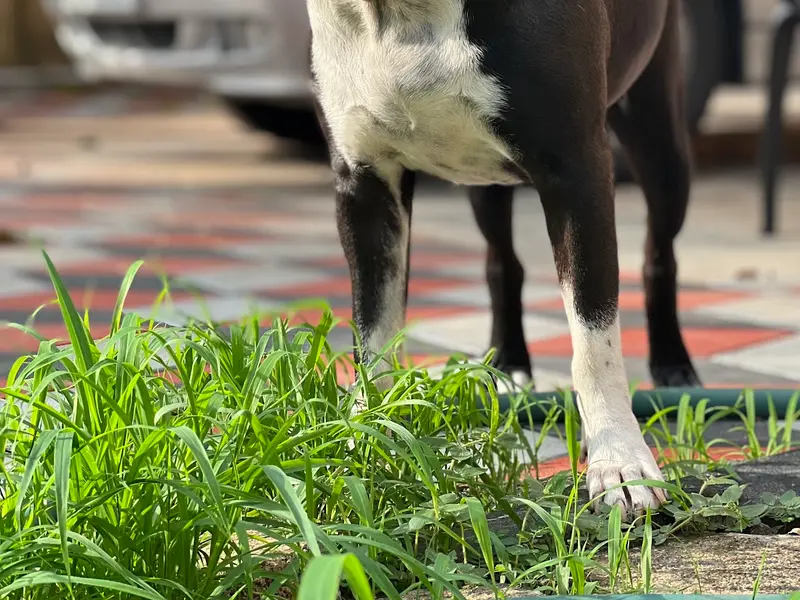 Orijen Petcare, photo 2