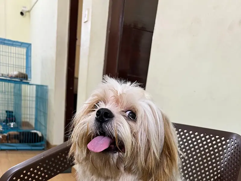 Orijen Petcare, photo 4