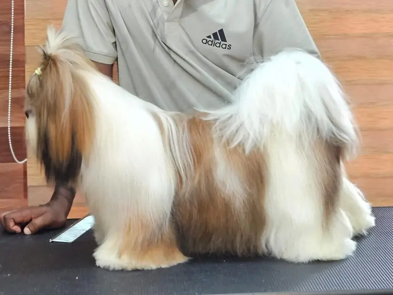 Pets Spark, photo 2