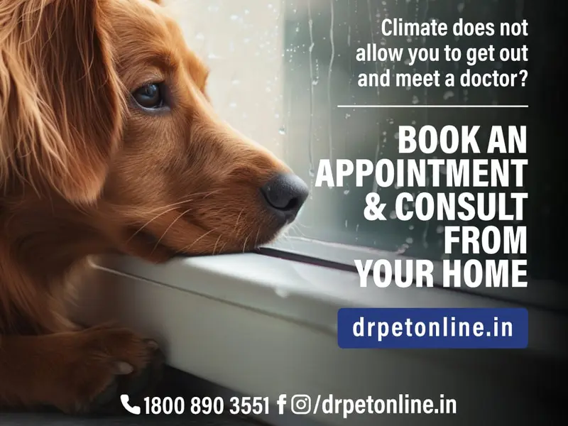 DrPET Online veterinary consultations for Pets, Animals, avian and exotic pets, photo 5