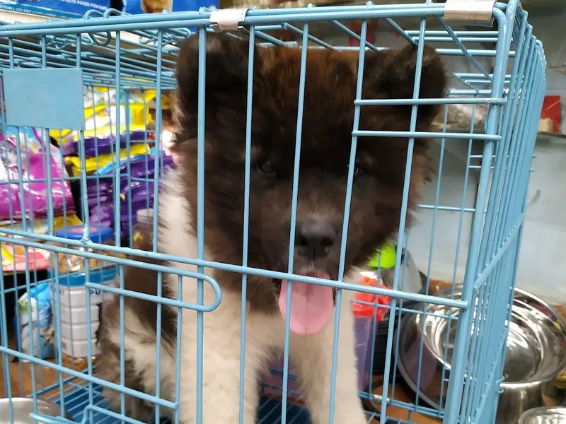 Bharathi Pets World, photo 4